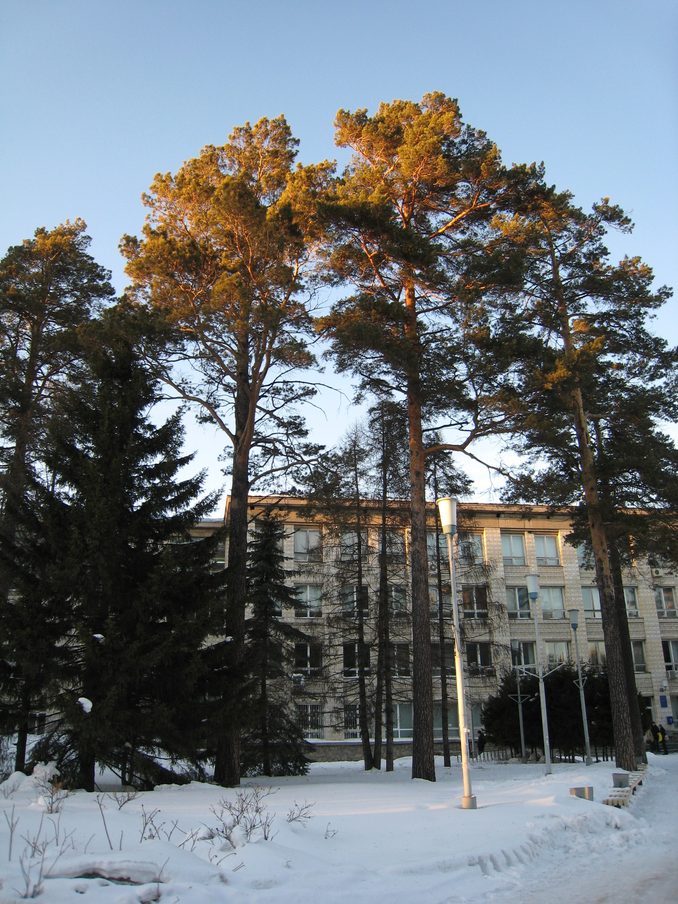 Fir-trees near the University