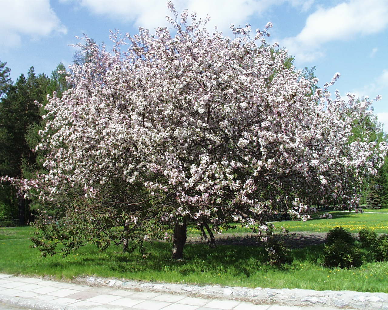 Apple-tree in blossom