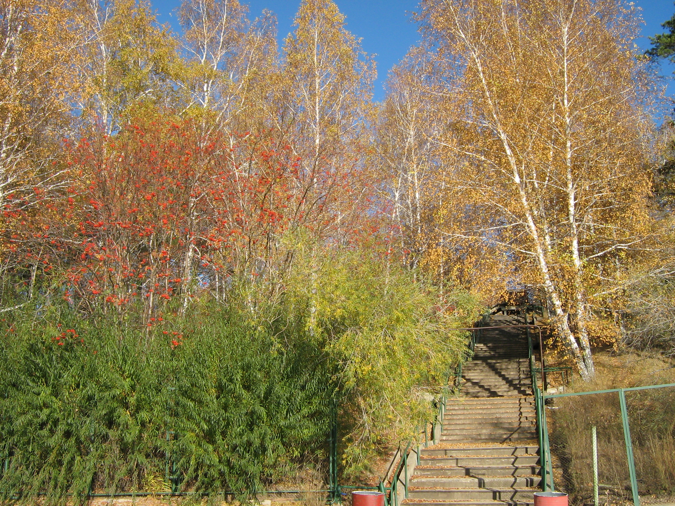 Autumn in Akademgorodok