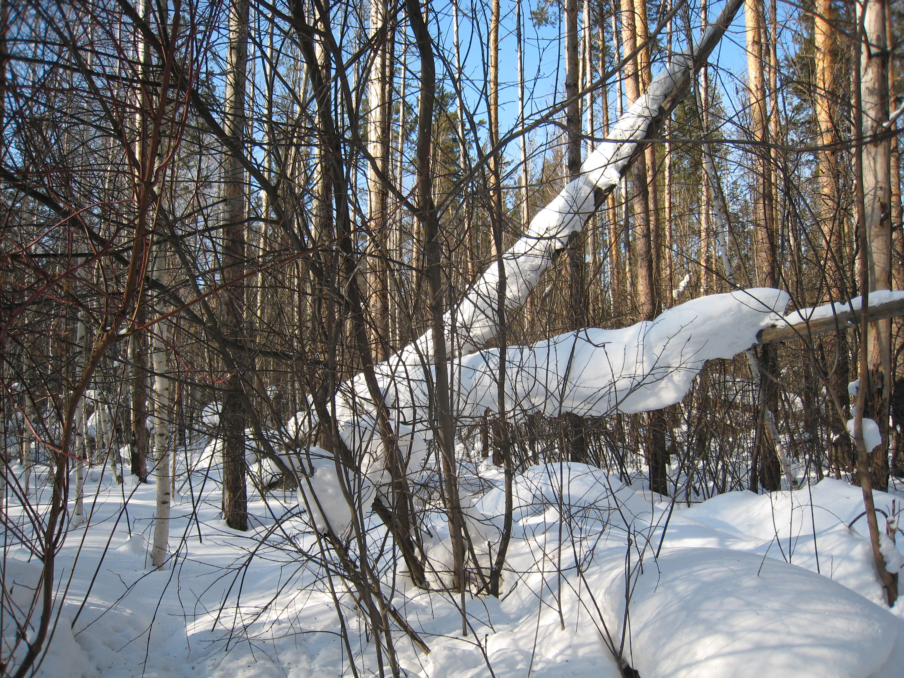 A tree under snow