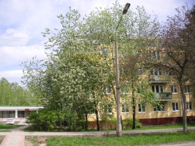 Bird-cherry tree on Zolotodolinskaya str.