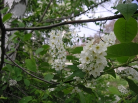 Apple blossom