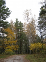 Autumn in Akademgorodok