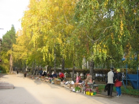 Autumn in Akademgorodok. Rich harvest