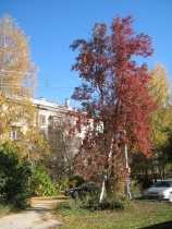 Autumn in Akademgorodok