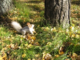 Autumn in Akademgorodok. A squirrel