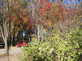 Autumn in Akademgorodok. Rowans