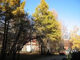 Larches on Zhemchuzhnaya str.
