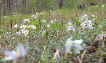 Spring in Akademgorodok